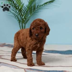 Evah, Miniature Poodle Puppy